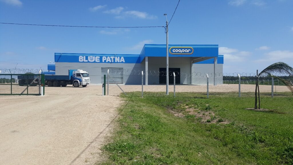 Blue Patna 1 (E)